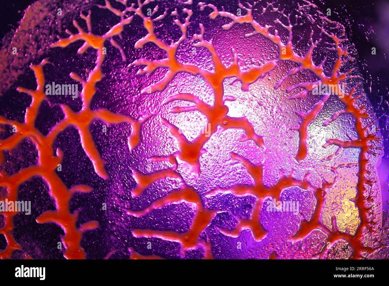 Movement Of Blood Through The Blood Vessels Stock Photo - Alamy
