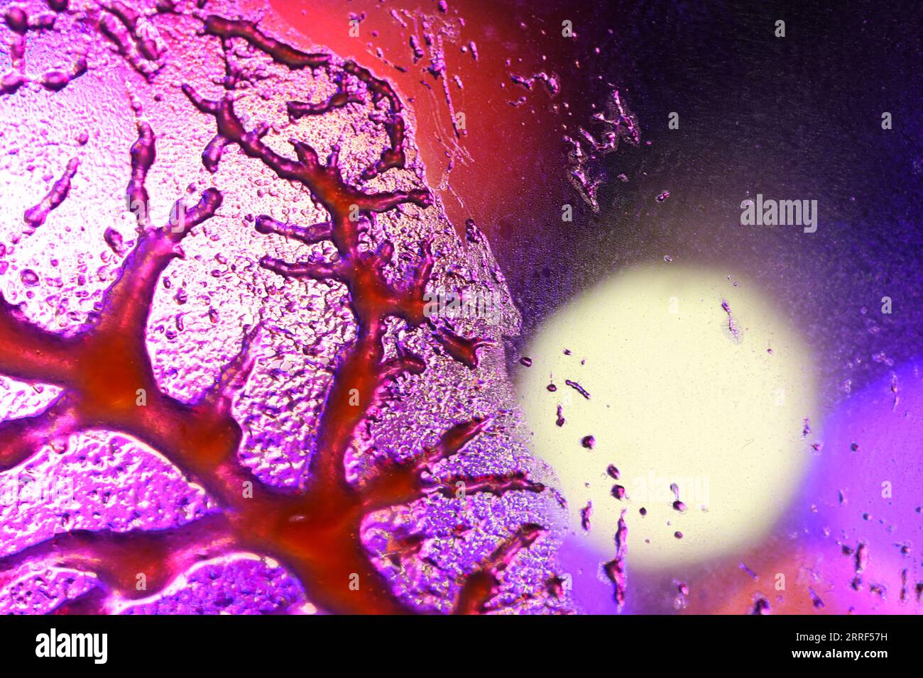 Movement Of Blood Through The Blood Vessels Stock Photo Alamy