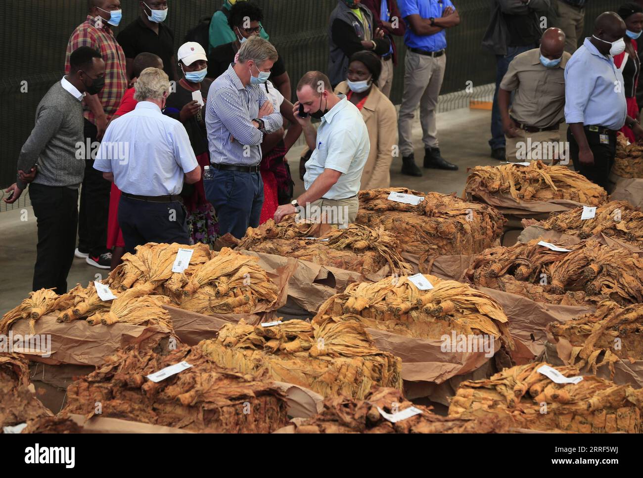 tobacco buyers in usa Quality tobacco hi-res stock photography and images