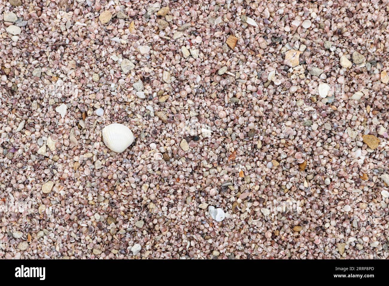 Abstract sea-shell texture background, texture for design. Stock Photo