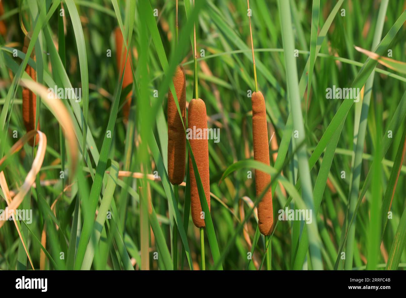 Cattail seeds hi-res stock photography and images - Alamy