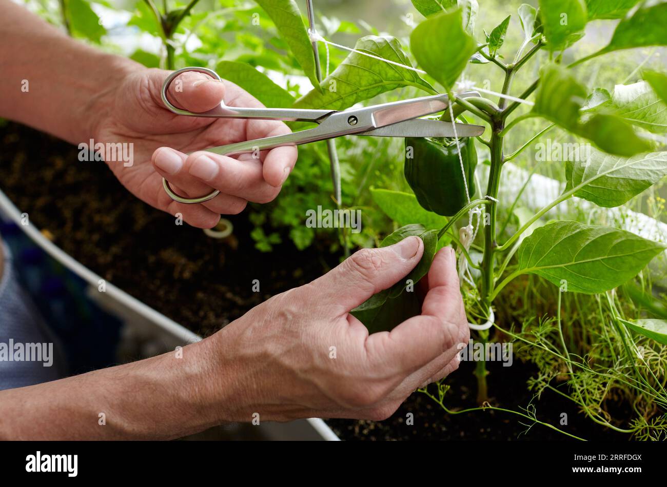 Bell pepper harvesting hi-res stock photography and images - Alamy