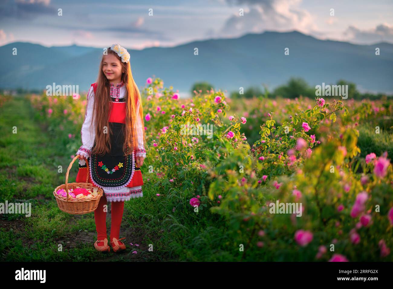 Bulgarian Rose Damascena field, Roses valley Kazanlak, Bulgaria. Girl ...