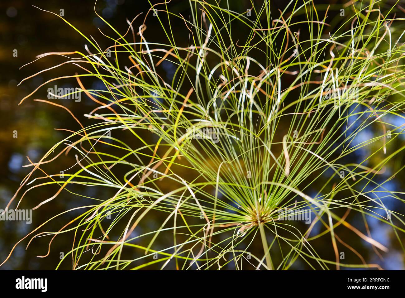 Cyperus papyrus green plant and out of focus background. Botany Stock Photo