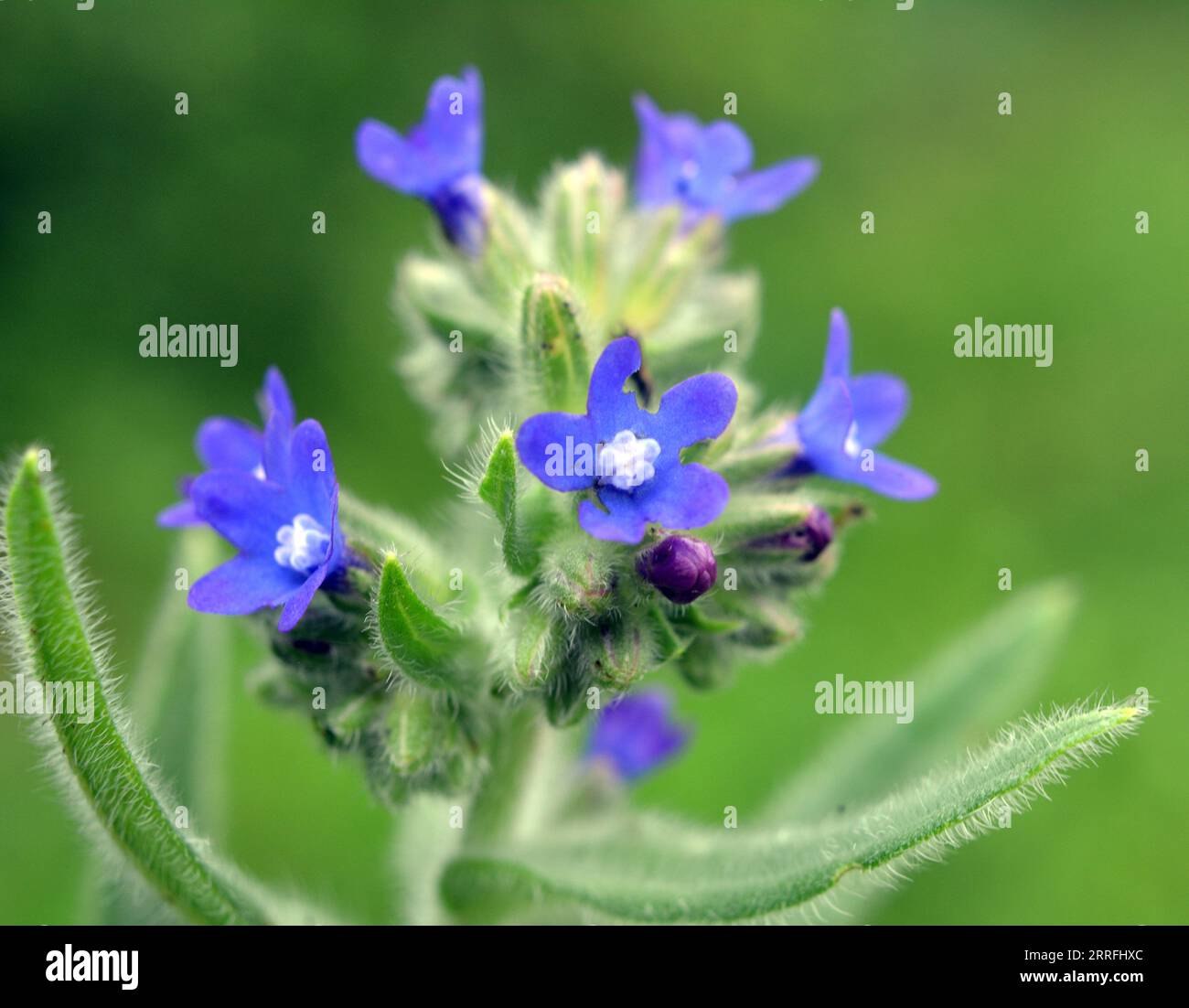 Anchusa blooms in the wild in the meadow Stock Photo