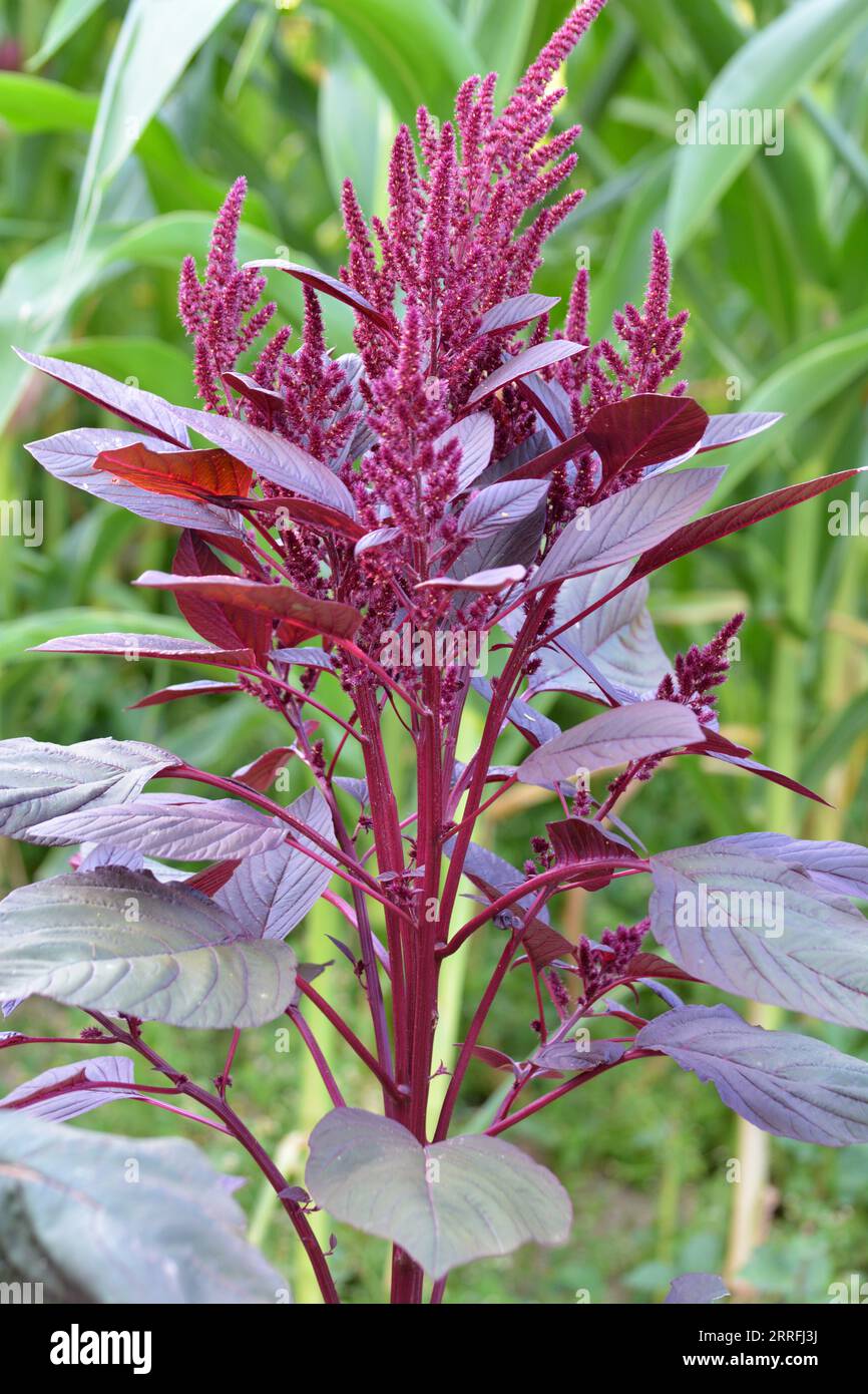 In the summer, amaranth blooms in the garden Stock Photo
