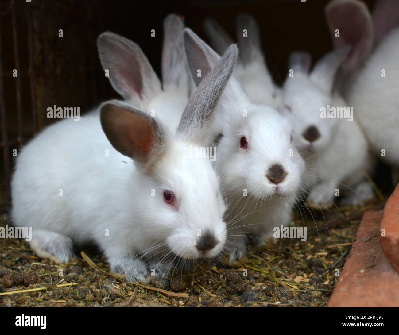 An young rabbits of the Californian breed Stock Photo