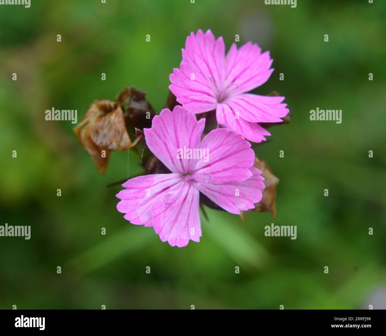 In the wild, carnation (Dianthus) blooms among herbs Stock Photo