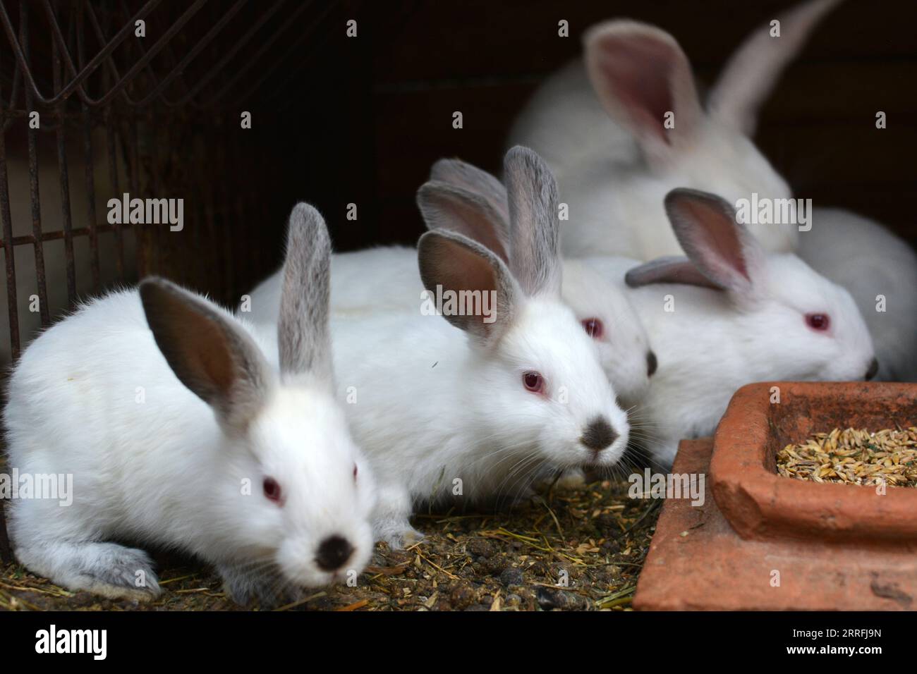 An young rabbits of the Californian breed Stock Photo