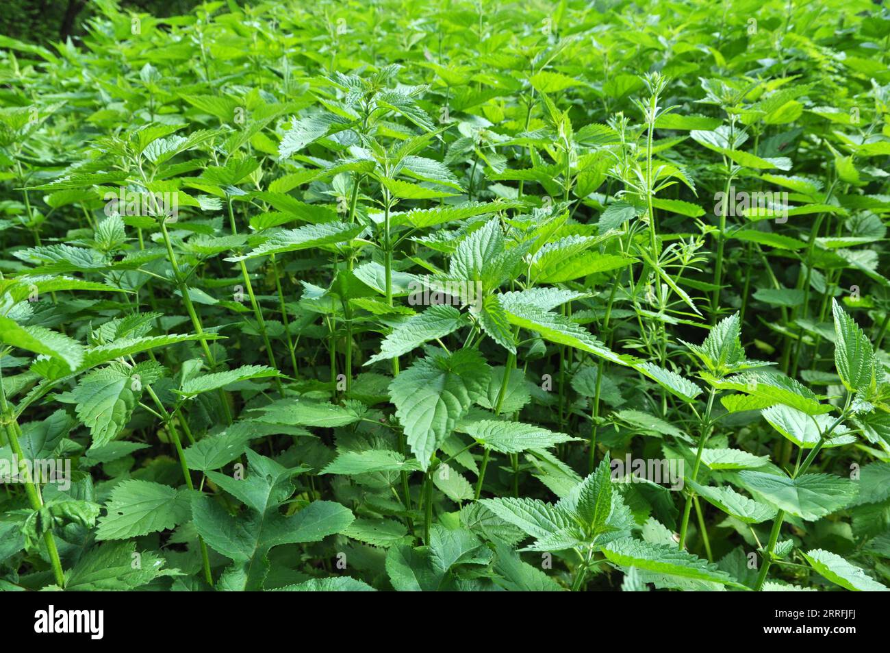 The nettle dioecious (Urtica dioica) with green leaves grows in natural ...
