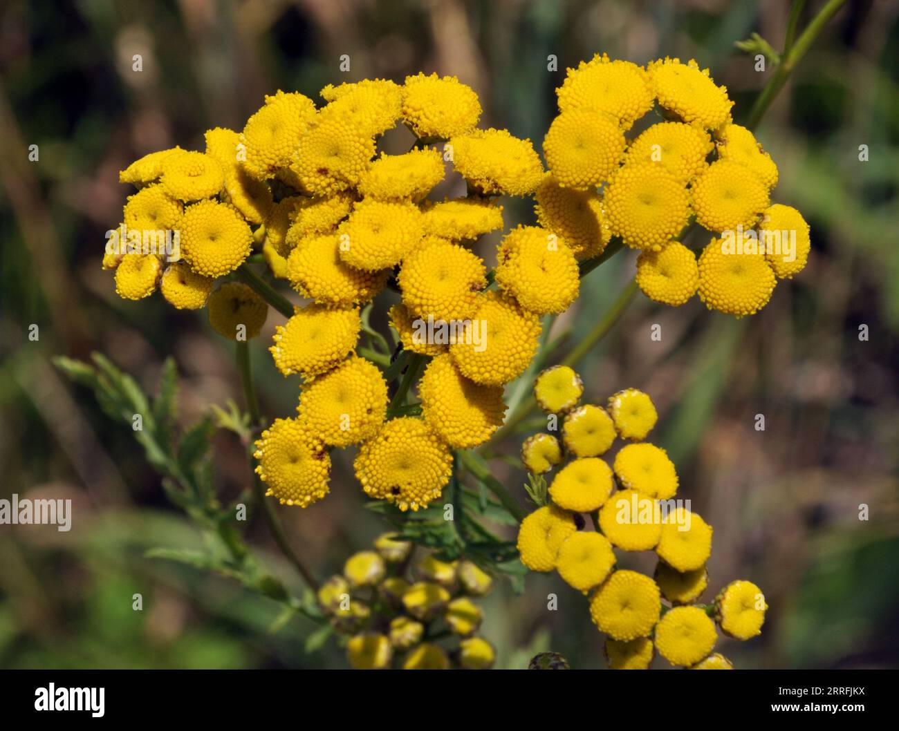 Tansy ordinary blooms in the meadow in the wild Stock Photo