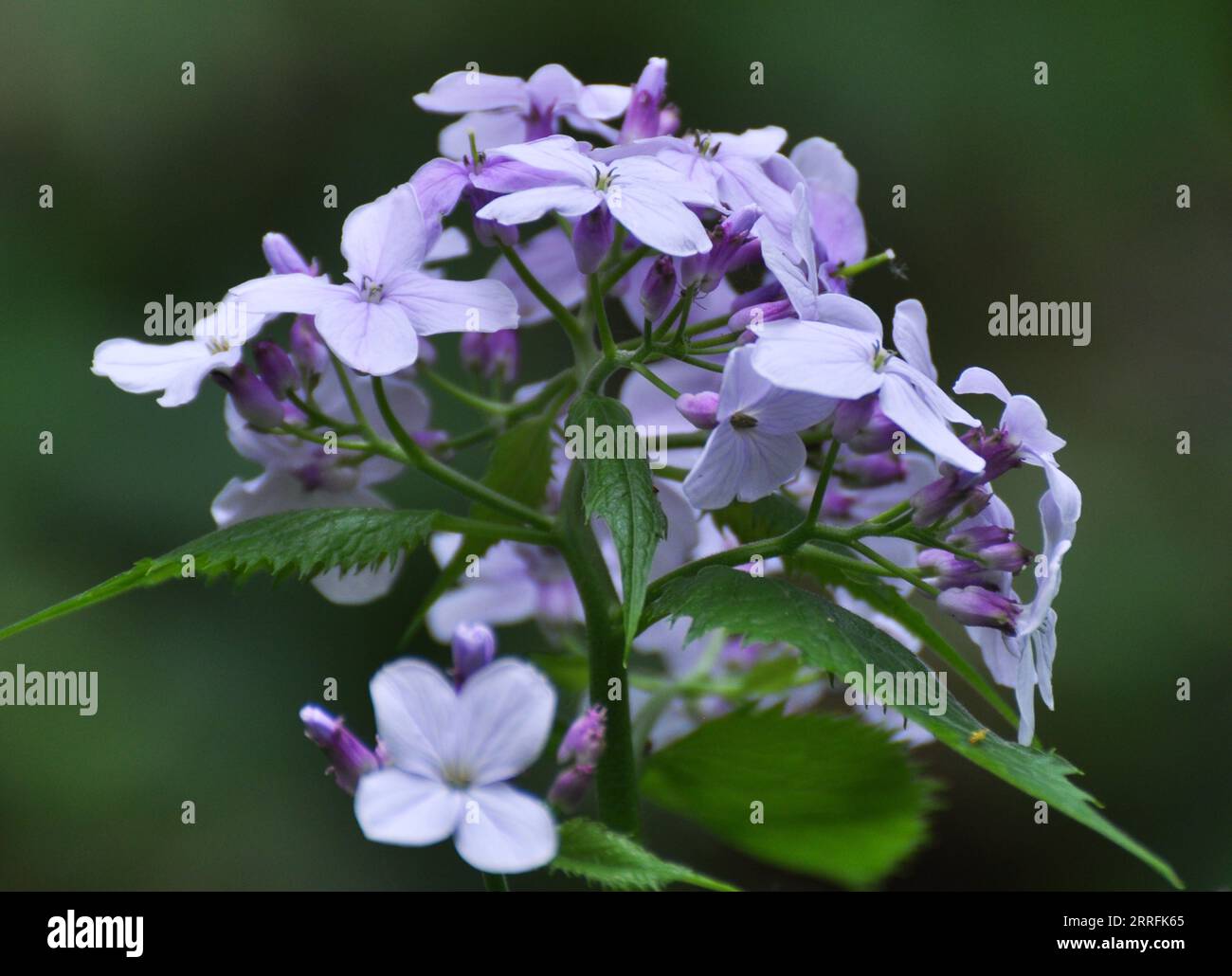 Rediva In spring, Lunaria rediviva blooms in the wild in the forest Stock ...