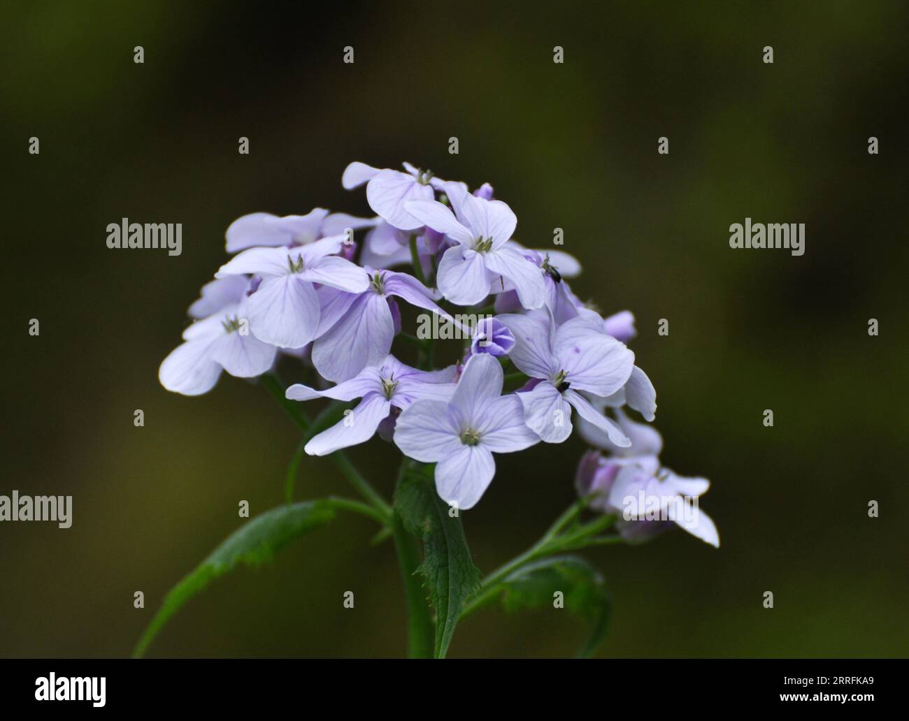 Rediva In spring, Lunaria rediviva blooms in the wild in the forest Stock ...