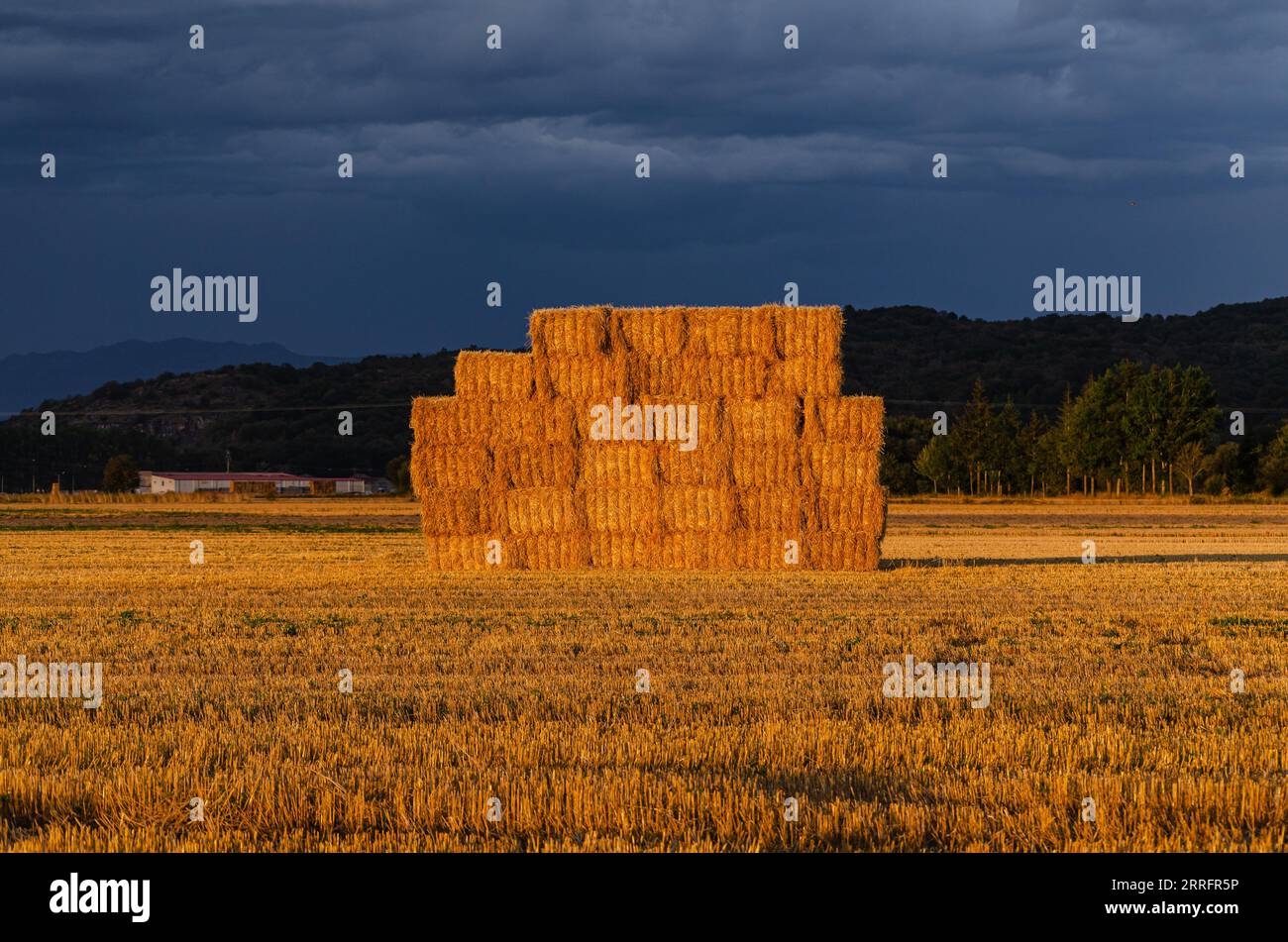 Side view of straw hay bales in a cereal field, stormy day Stock Photo ...