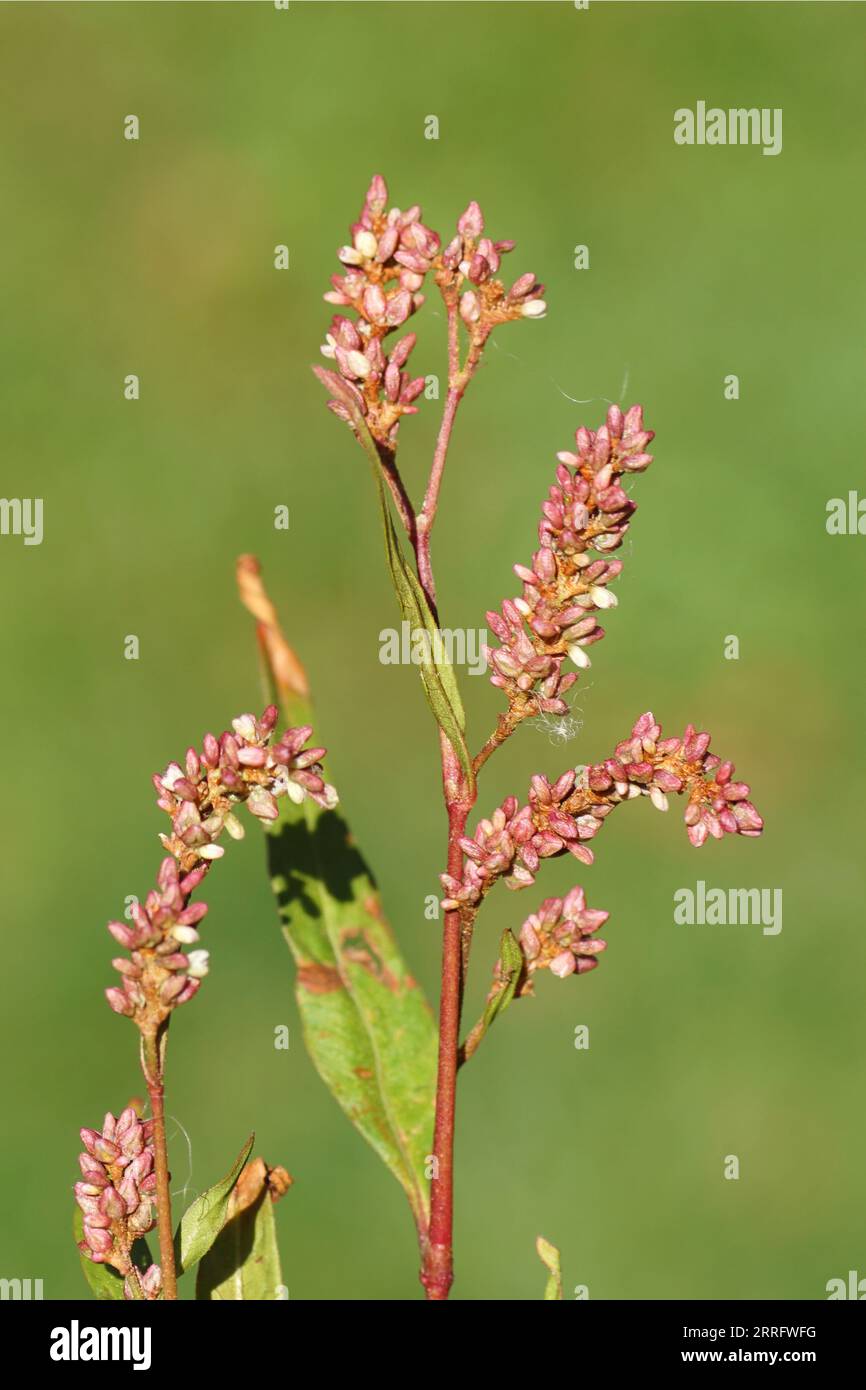 Closeup flowers of pale persicaria, curlytop knotweed (Persicaria lapathifolia syn. Polygonum lapathifolium). Family Polygonaceae. Late summer, Stock Photo