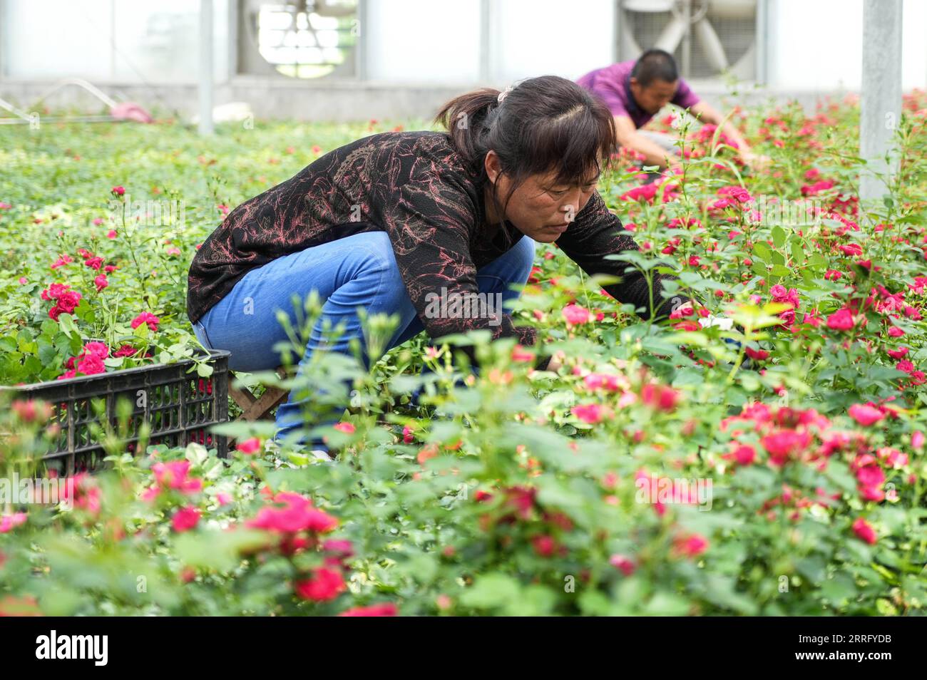 220430 -- JINAN, April 30, 2022 -- Farmers work at a rose plantation in Jinan, east China s Shandong Province, June 4, 2021.  Xinhua Headlines: China taps local speciality industries to push rural vitalization ZhuxZheng PUBLICATIONxNOTxINxCHN Stock Photo