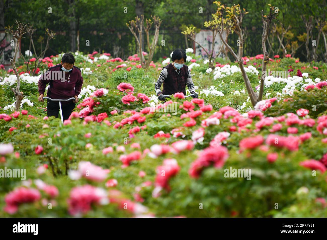 220430 -- JINAN, April 30, 2022 -- Farmers work at a peony plantation in Heze City, east China s Shandong Province, April 14, 2022.  Xinhua Headlines: China taps local speciality industries to push rural vitalization ZhuxZheng PUBLICATIONxNOTxINxCHN Stock Photo