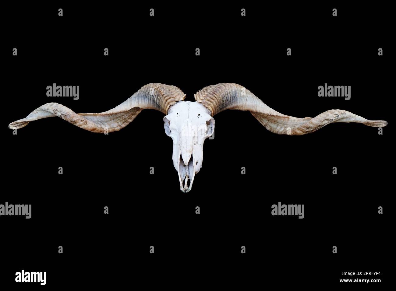 White animal skull isolated on black background Stock Photo