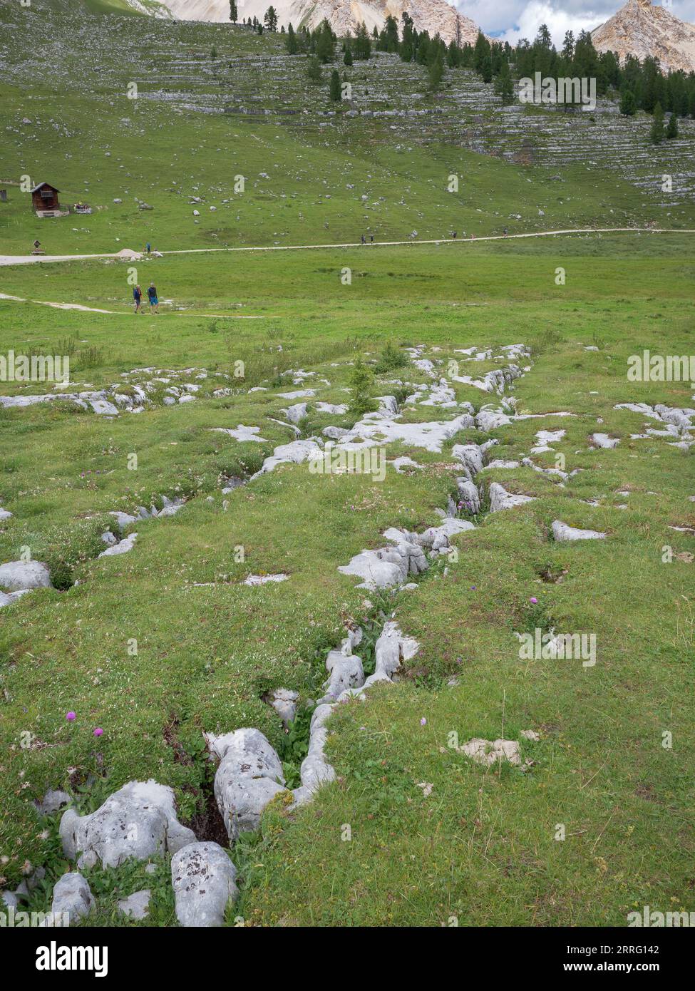 Detail of the Rocks of the Italian Alps and Grass Growing Above in the ...
