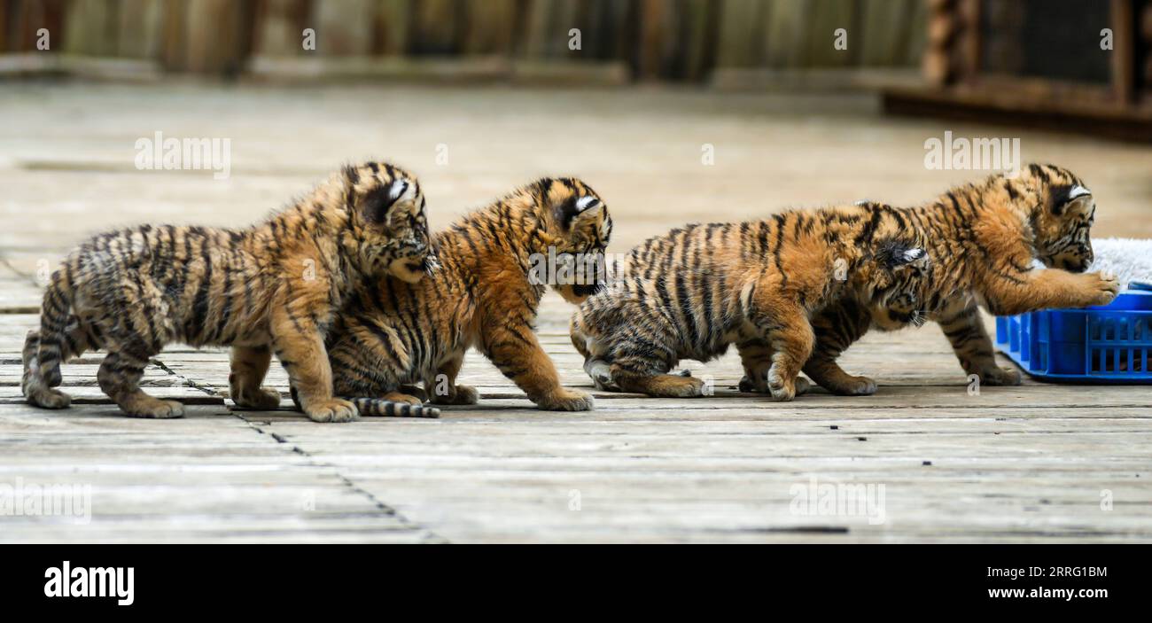 Three Sets Of Baby Tiger Paws at Potter Park Zoo - ZooBorns