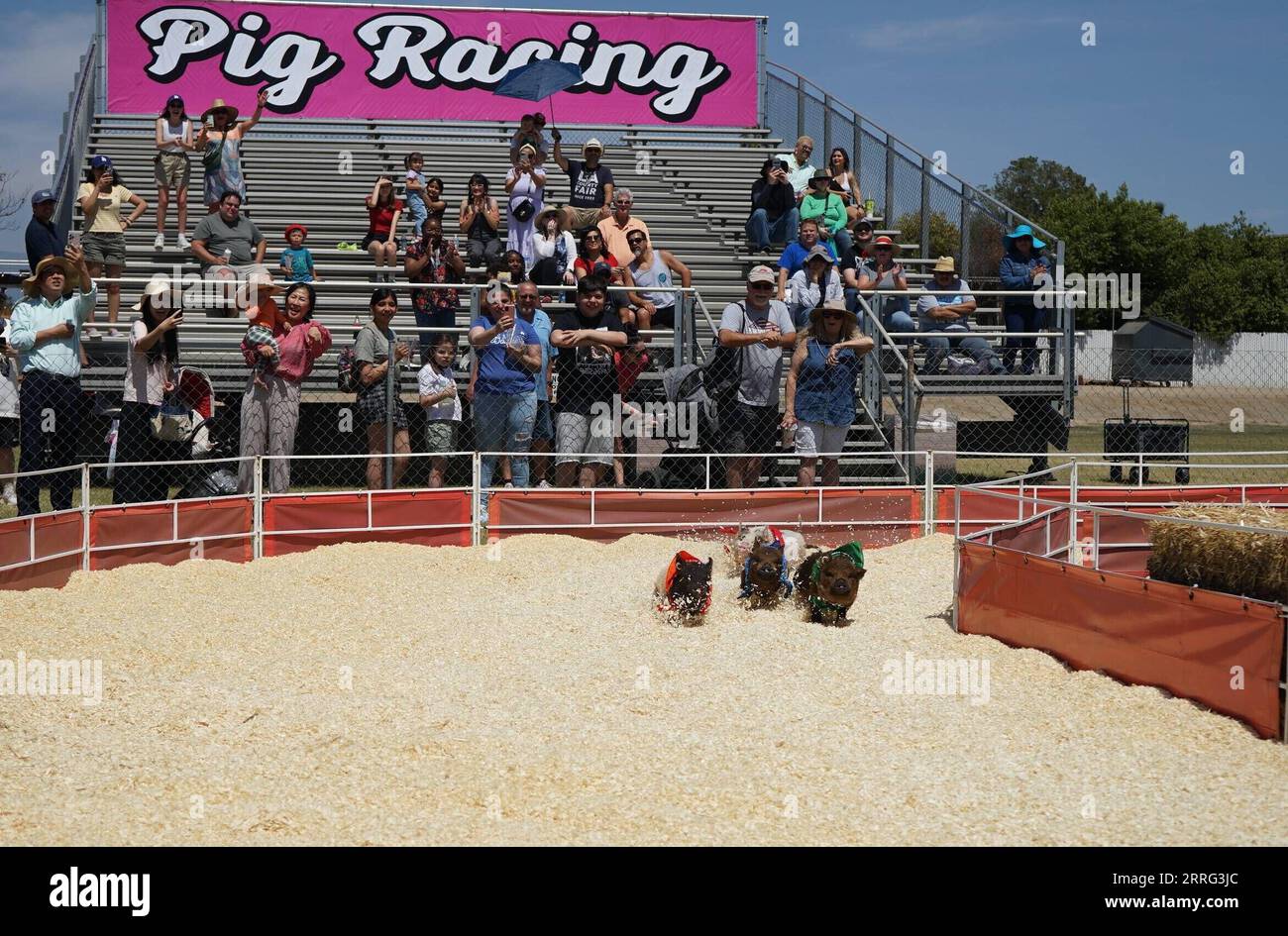 Pig Races Rodeo Pig racing hi-res stock photography and images - Alamy