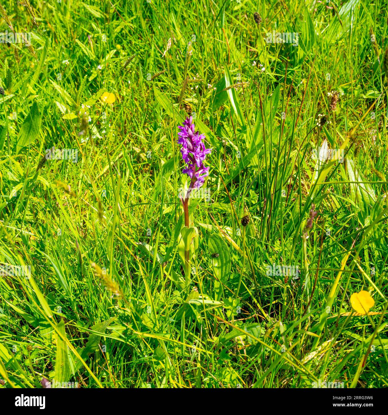 Close up of Western marsh orchid, Broad-leaved marsh orchid, Fan orchid (Dactylorhiza majalis) Stock Photo