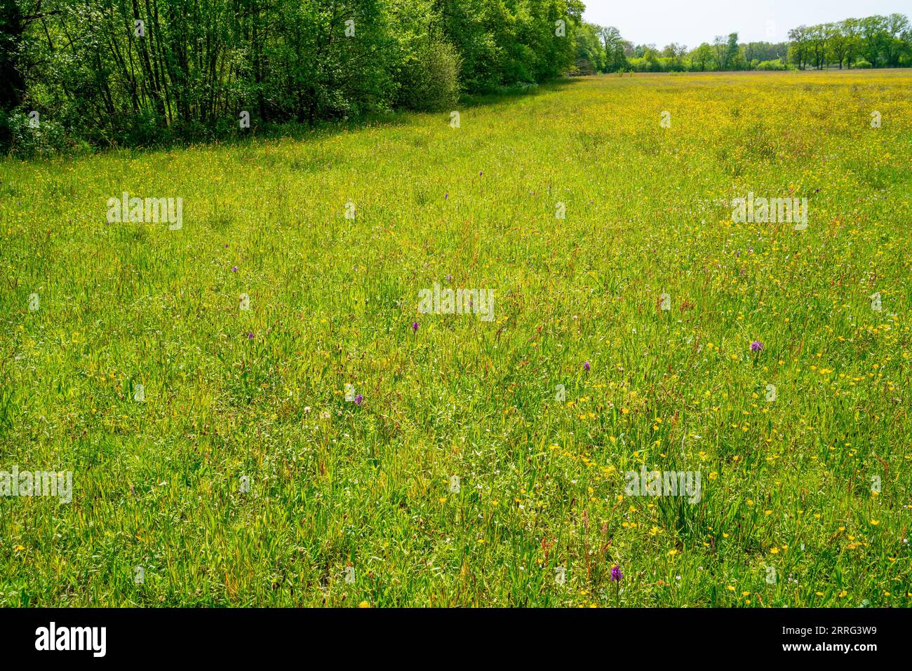 Meadow with Broad-leaved orchids (Dactylorhiza majalis) Stock Photo