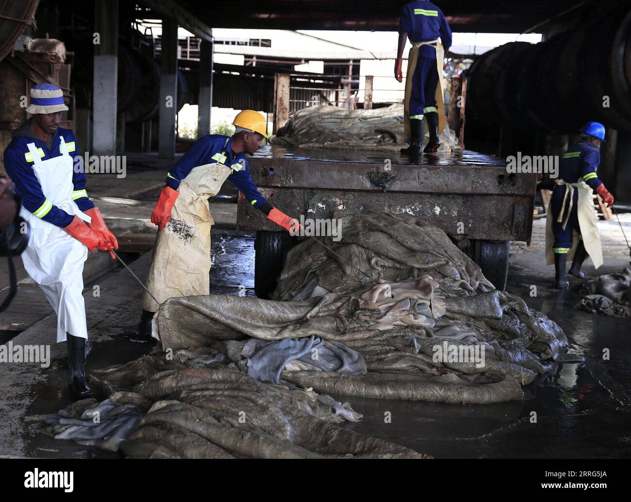 220509 -- BULAWAYO ZIMBABWE, May 9, 2022 -- Bongani Sibanda 2nd L and his colleagues load cow hides onto a trailer at a tannery in Bulawayo, Zimbabwe, on May 3, 2022. Photo by /Xinhua TO GO WITH Feature: Generational inheritance keeps leather making tradition alive in Zimbabwe ZIMBABWE-BULAWAYO-LEATHER INDUSTRY ShaunxJusa PUBLICATIONxNOTxINxCHN Stock Photo