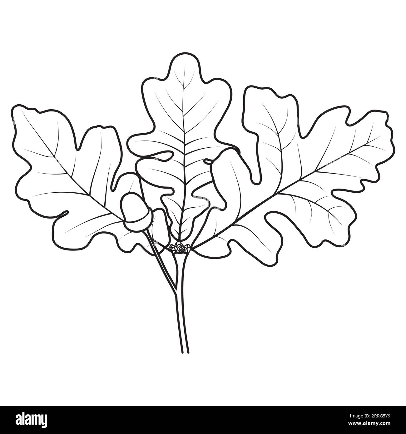 Oak tree twig with leaves and acorn, vector illustration. Coloring book page. Stock Vector