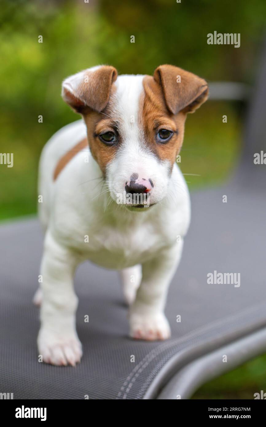 Puppy Jack Russell Terrier in garden, depth of field Stock Photo