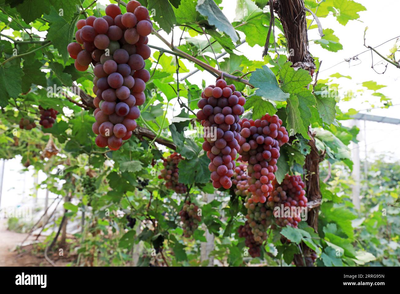 Grape Production Ripe Ripe grapes in plantations hi-res stock photography and images - Alamy