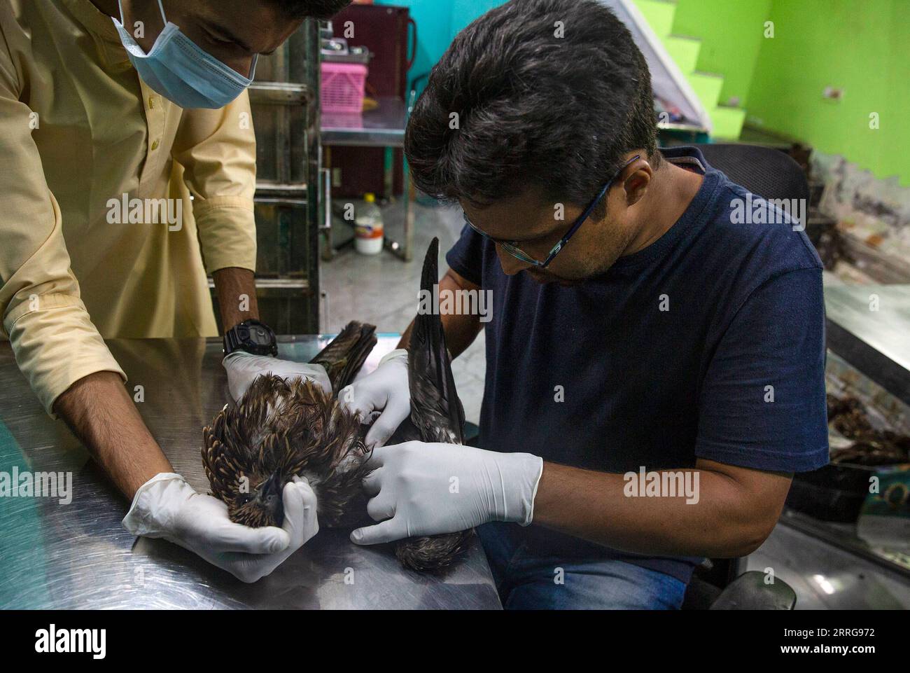 220514 -- NEW DELHI, May 14, 2022 -- Raptor rescuers treat an injured black kite at their clinic in New Delhi, India, May 13, 2022. Two brothers -Saud and Shehzad -in New Delhi have embarked on the mission to save injured raptors. They have been treating the injured birds at their clinic in Wazirabad, New Delhi. Last year they say they saved 2500 birds and since the beginning of this year over 1300 birds have been treated at their clinic. Photo by /Xinhua INDIA-NEW DELHI-BIRD RESCUERS JavedxDar PUBLICATIONxNOTxINxCHN Stock Photo