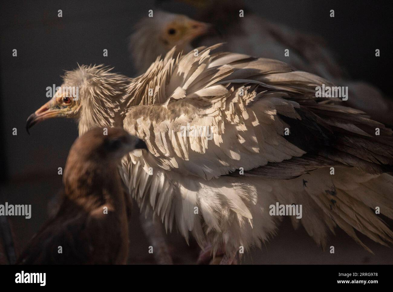 220514 -- NEW DELHI, May 14, 2022 -- Injured Egyptian vultures are seen at a clinic in New Delhi, India, May 13, 2022. Two brothers -Saud and Shehzad -in New Delhi have embarked on the mission to save injured raptors. They have been treating the injured birds at their clinic in Wazirabad, New Delhi. Last year they say they saved 2500 birds and since the beginning of this year over 1300 birds have been treated at their clinic. Photo by /Xinhua INDIA-NEW DELHI-BIRD RESCUERS JavedxDar PUBLICATIONxNOTxINxCHN Stock Photo