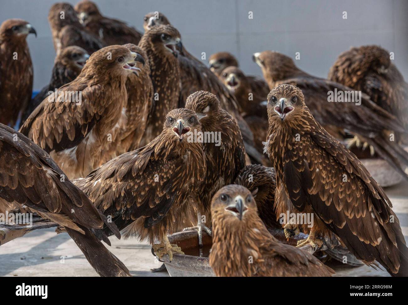 220514 -- NEW DELHI, May 14, 2022 -- Injured black kites are seen at a clinic in New Delhi, India, May 13, 2022. Two brothers -Saud and Shehzad -in New Delhi have embarked on the mission to save injured raptors. They have been treating the injured birds at their clinic in Wazirabad, New Delhi. Last year they say they saved 2500 birds and since the beginning of this year over 1300 birds have been treated at their clinic. Photo by /Xinhua INDIA-NEW DELHI-BIRD RESCUERS JavedxDar PUBLICATIONxNOTxINxCHN Stock Photo