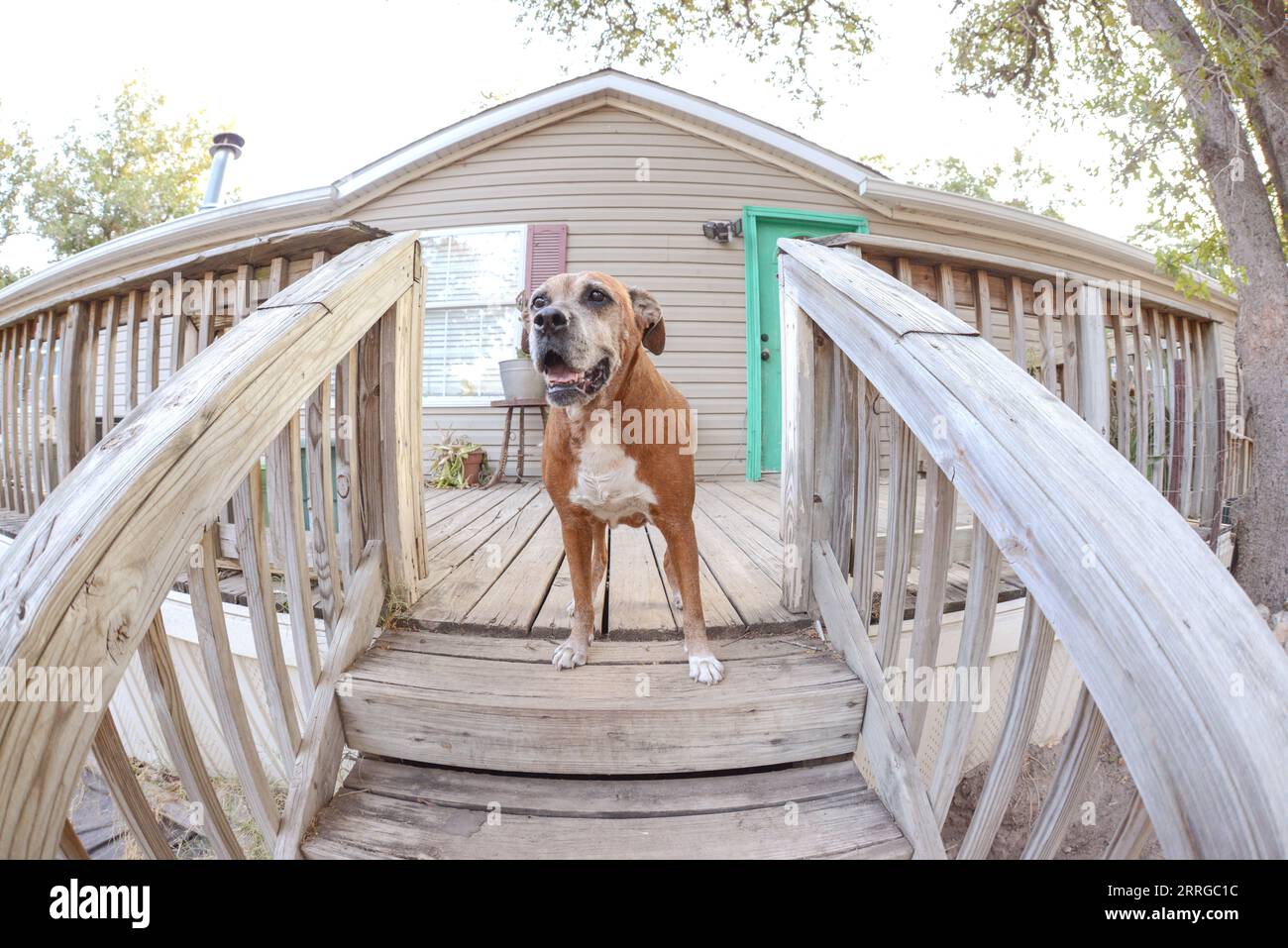 Old Boxer Mix Dog in Front of Home Stock Photo