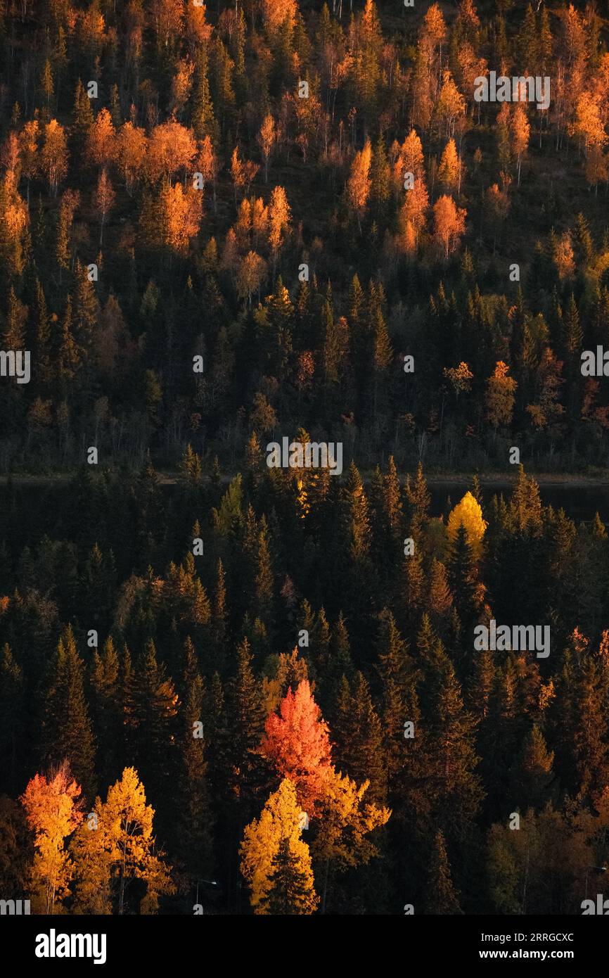 fir trees with autumn colors evening light Stock Photo