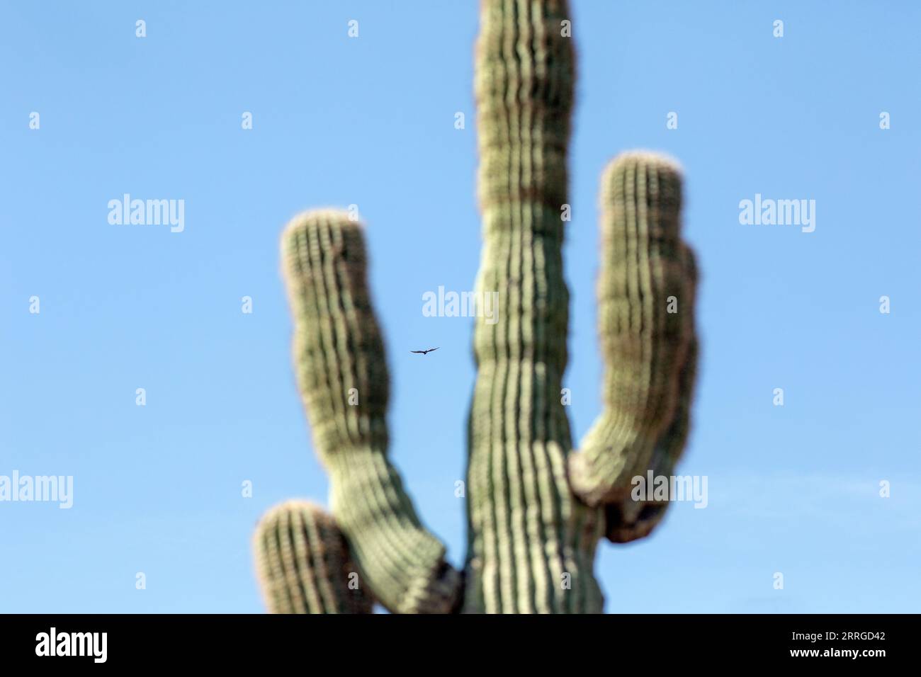 A condor soars in the air framed in saguaro cactus arms Stock Photo - Alamy