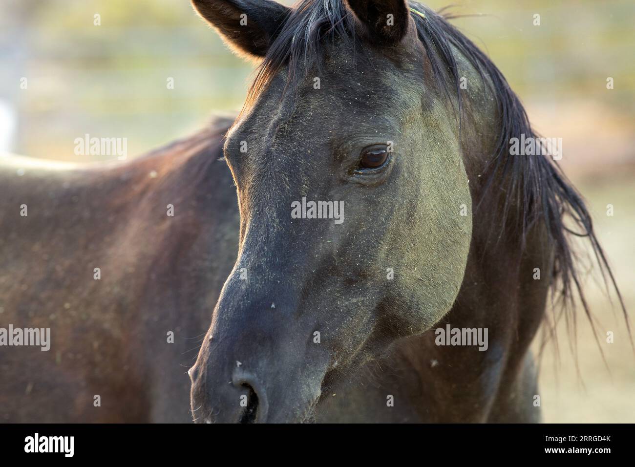 Close up view of a black horse with head turned Stock Photo Alamy