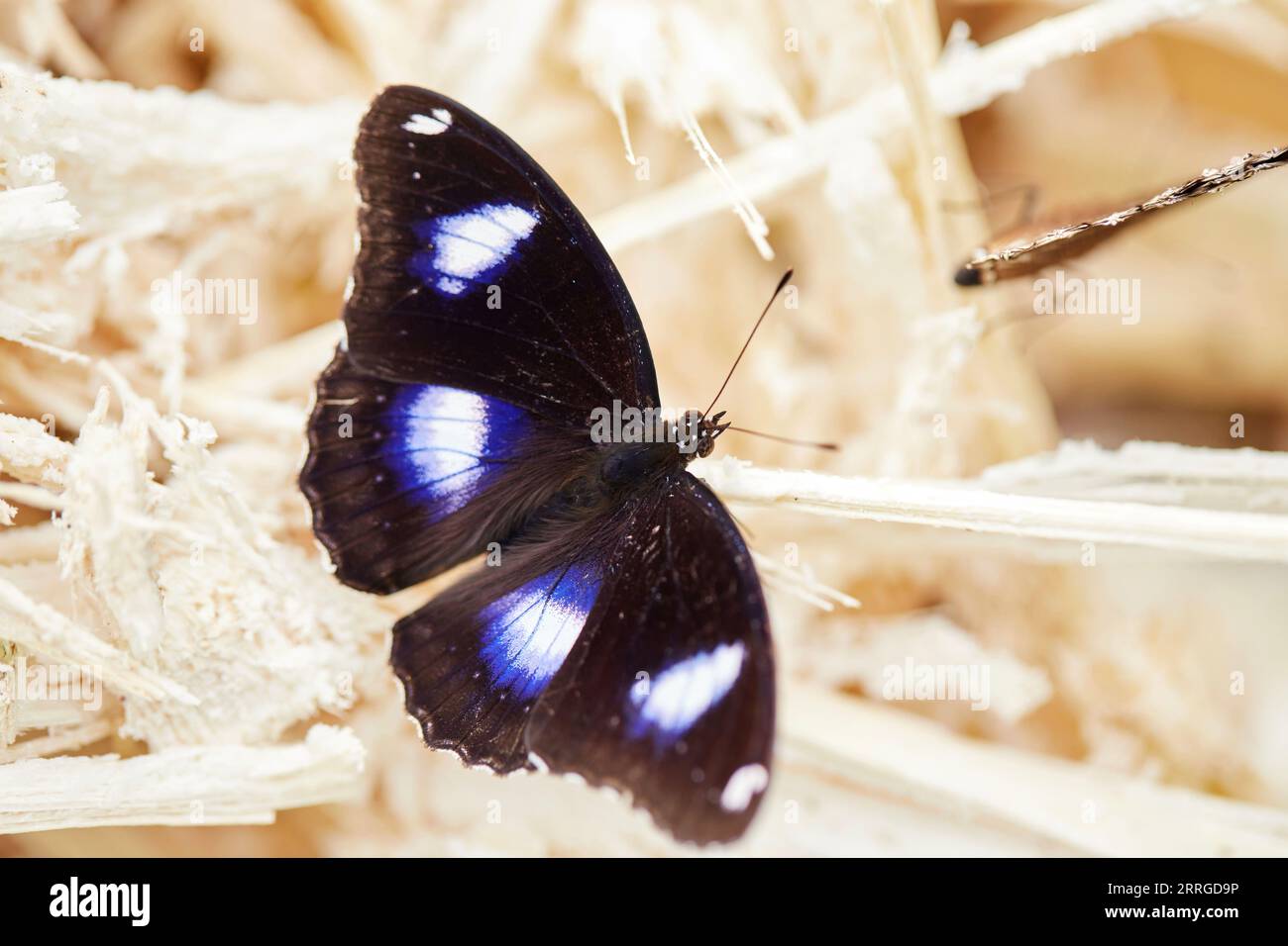 Close-up view of butterfly perching on dry straw Stock Photo
