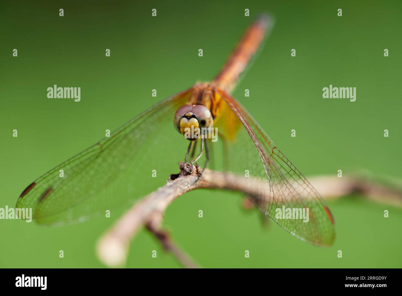 Close-up view of  dragonfly perching on tree branch Stock Photo