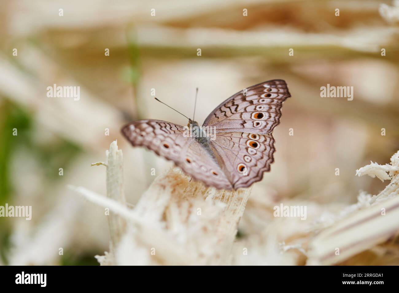 Close-up view of butterfly perching on dry straw Stock Photo