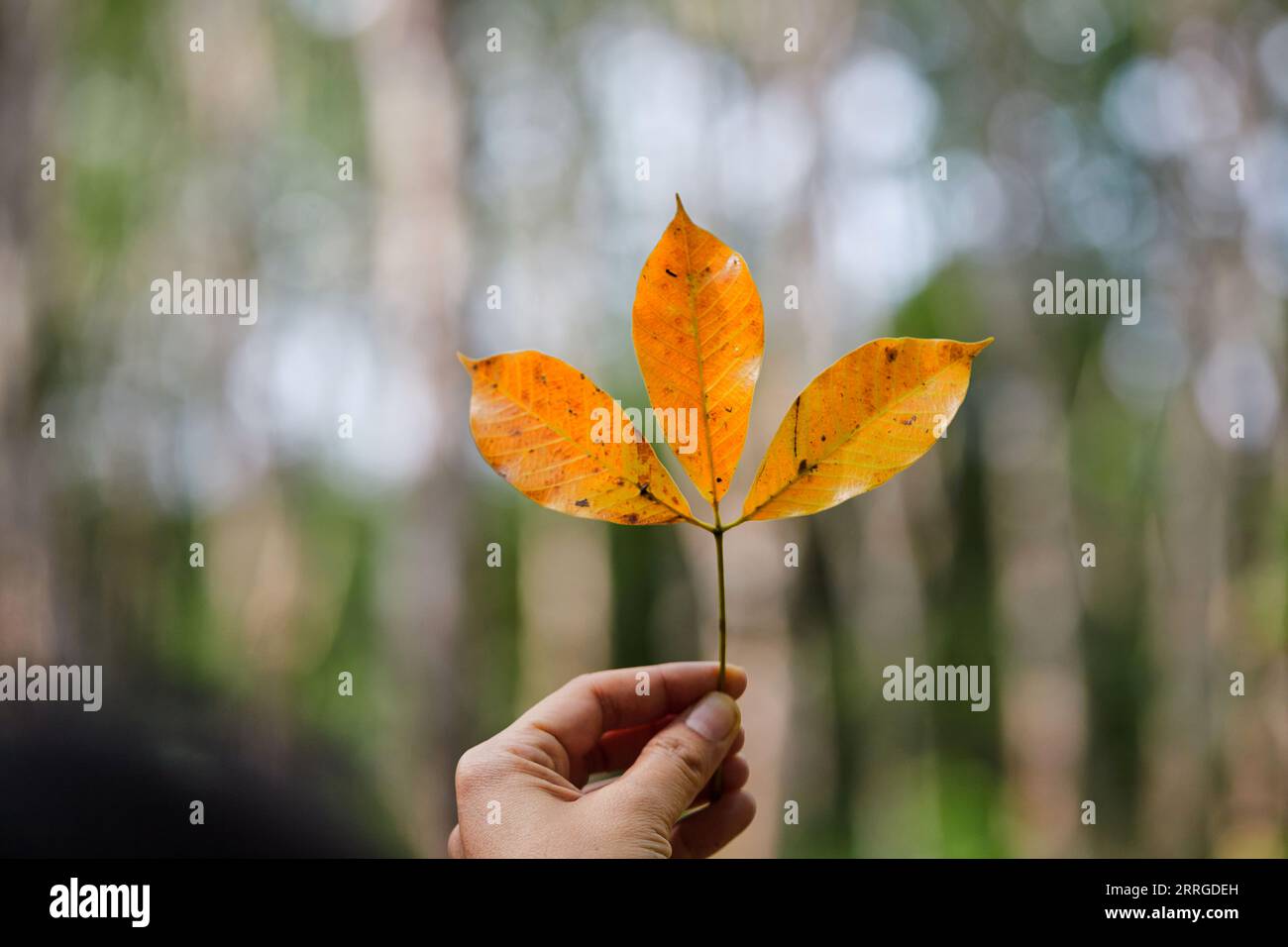 Cropped hand holding yellow leaves in forest Stock Photo