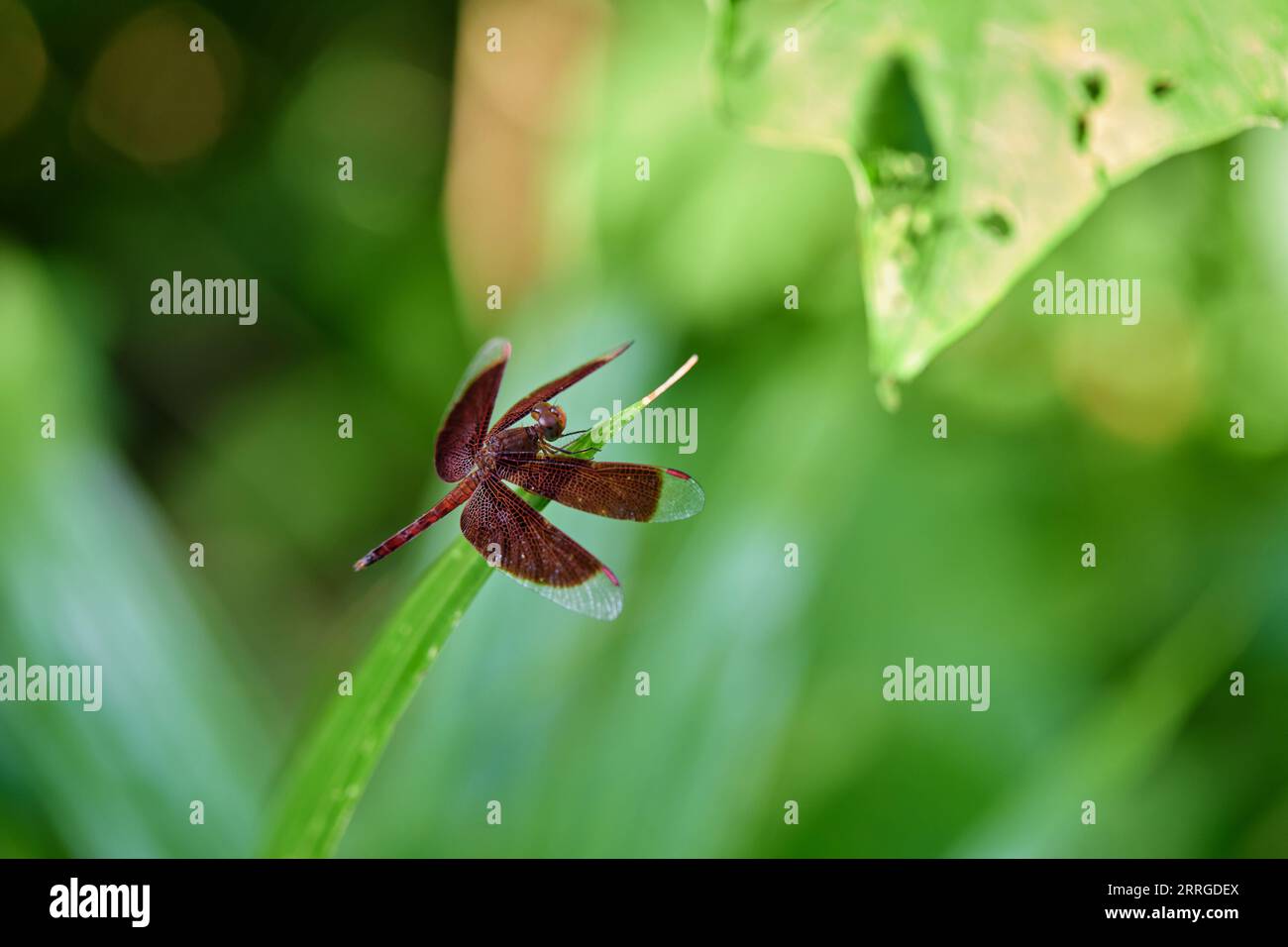 Close-up view of  dragonfly perching on green leaves Stock Photo