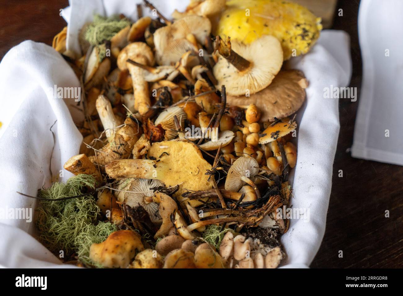 Foraged food plants hi-res stock photography and images - Alamy