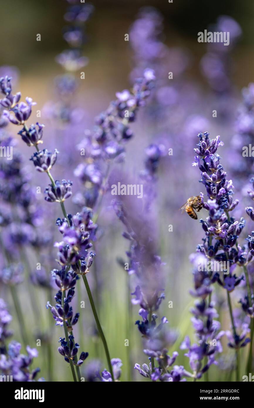 Bees pollinate a lavender field Stock Photo Alamy