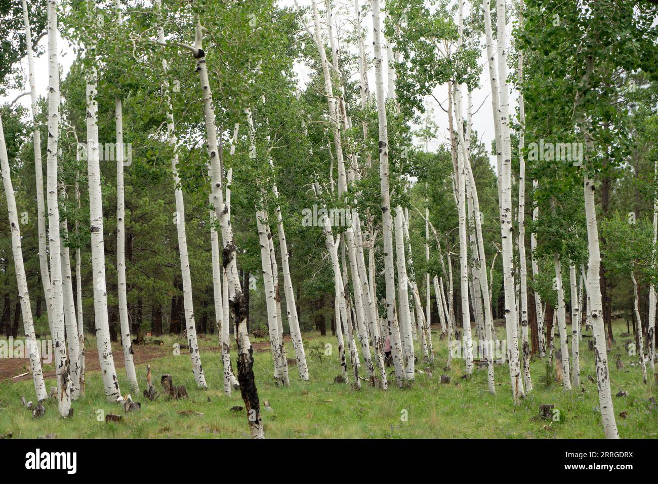 An outcrop of Aspen trees in a forest Stock Photo Alamy