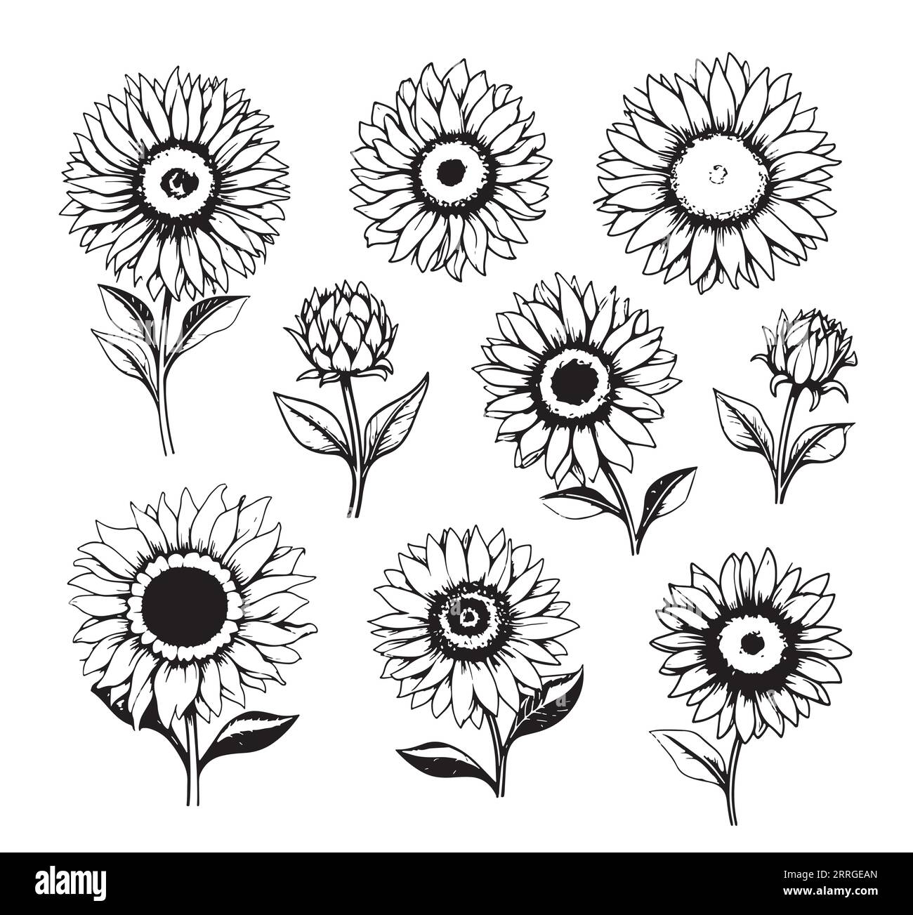 Black and white sunflowers outline Black and White Stock Photos ...