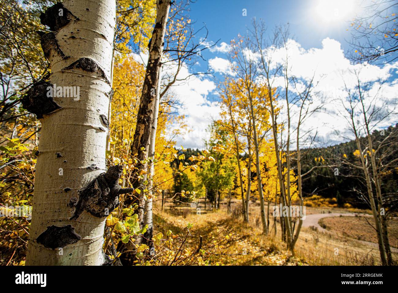 Up close eyes in aspen tree with blue sku Stock Photo - Alamy