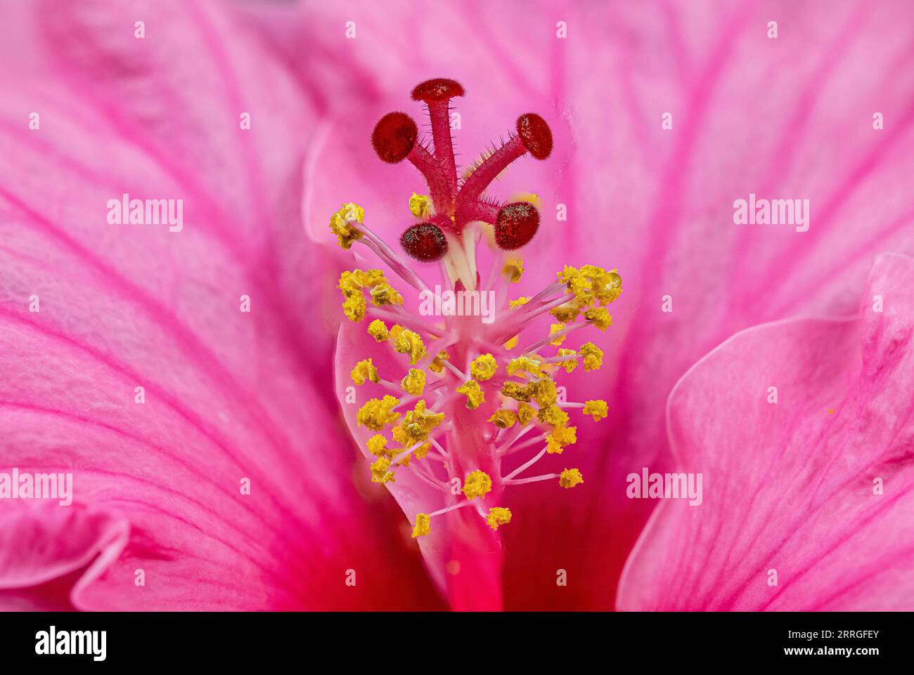 Dive into the heart of a hibiscus. macro shot unveils a universe of