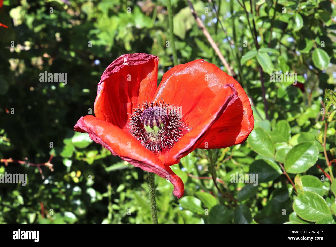 Beautiful Red Poppy Flowers In The Sun Found In A Green Garden Stock ...